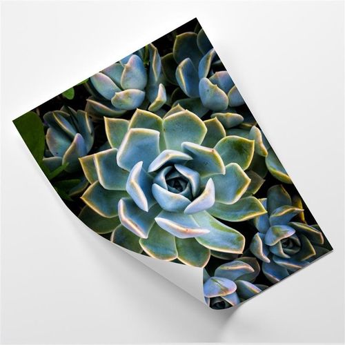 Plakat, Modne kaktusy succulent 60x80 na Arena.pl