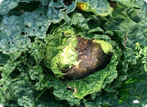 AMISTAR środek grzybobójczy szara pleśń mączniak rdza alternarioza 50ml na Arena.pl