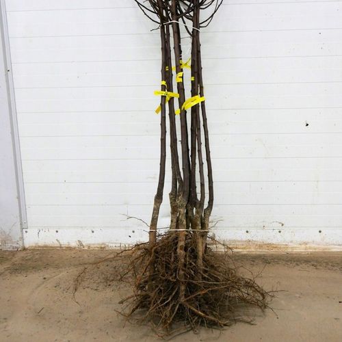 SADZONKI ŚLIWY RENKLODA ALTHANA SMACZNA SOCZYSTA PLENNA NR1 DRZEWKA na Arena.pl