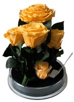 Ogród w Szkle - 5 Zakonserwowanych Pomarańczowych Róż