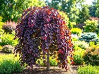 JUDASZOWIEC ZWISAJĄCY RUBY FALLS SZCZEPIONY PURPUROWA ELEGANCJA