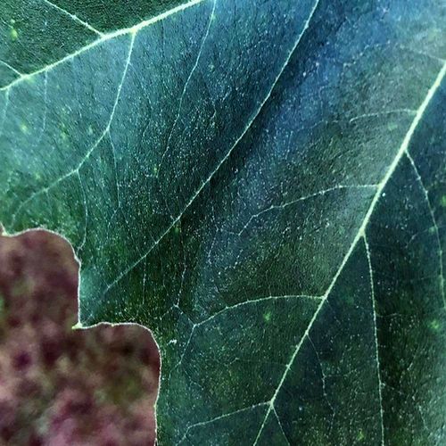 Deco Panel, Liść klonu 40x60 na Arena.pl