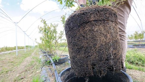 Węgiel brunatny do gleby CARBOMAT ECO 20 L (pH 4,5 - 5,0) na Arena.pl