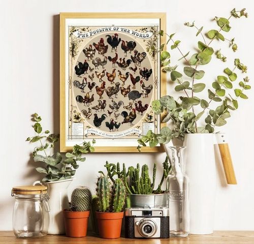 Ziemia Okrzemkowa Diatomit Pan Kurnik Utrzymuje Czystość w KURNIKU na Arena.pl