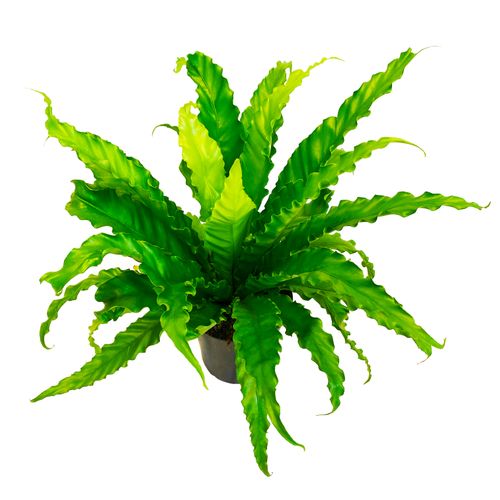 ASPLENIUM Antiquum Osaka 45cm na Arena.pl