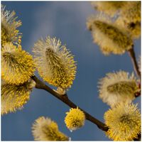 GK WIERZBA WICIOWA SALIX VINIMILIS MIODODAJNA SADZKONKA 40-60 CM