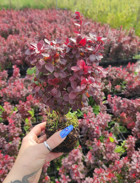 Berberys Thunberga LUTIN ROUGE 10-30cm Rubinowa Ozdoba zdjęcie 4