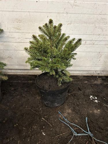 ŚWIERK SREBRNY KAIBAB Pakiet 10 sztuk - sadzonki 40 / 60 cm na Arena.pl