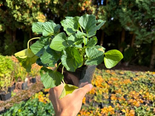 Fiołek motylkowaty 'Dark Freckles' (Viola sororia) Doniczka 1.0L na Arena.pl