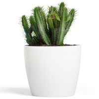 Doniczka osłonka połysk Biały śred. 250 mm H 220 mm