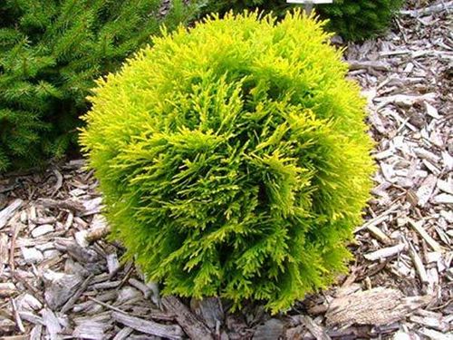 Żywotnik zachodni Mirjam C2 E na Arena.pl