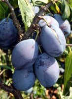 ŚLIWA DĄBROWICKA polska odmiana - sadzonki 90 / 140 cm