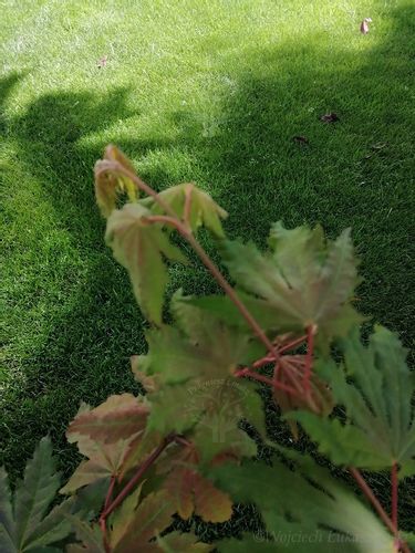Klon ussuryjski rzadkość w ogrodach na Arena.pl