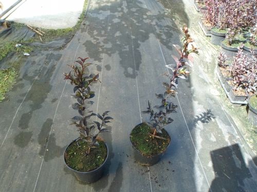 Lagerstroemia Black Diamond Shell Pink 40-60cm C2 na Arena.pl