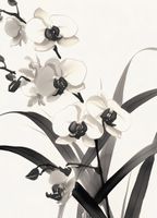 Plakat 39,5x55cm Orchidea