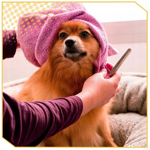 MASZYNKA DO STRZYŻENIA PSÓW PSA KOTA ZWIERZĄT ZESTAW CICHA PROFESJONALNA na Arena.pl