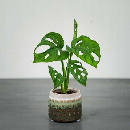 Monstera Monkey Mask XS Dziurawa Przepiękny Kwiat na Arena.pl