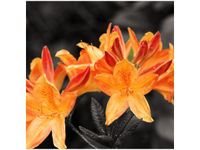 50X50CM SOCZYSTA AZALIA OBRAZ