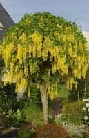 Złotokap szczepiony na pniu kulisty żółty - sadzonki 120 / 140 cm