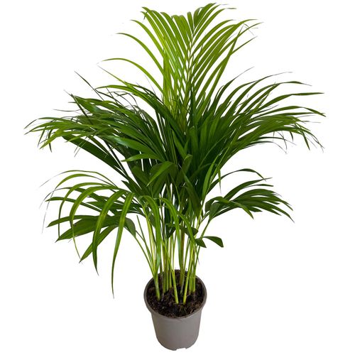 PALMA AREKA ARECA 90cm na Arena.pl