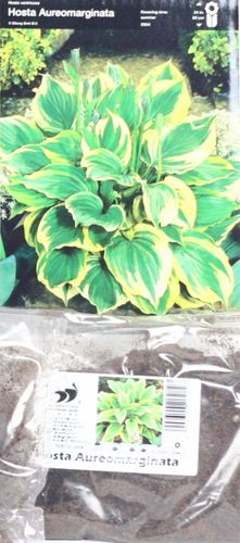 Funkia Hosta Aureomarginata na Arena.pl