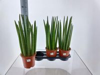 Sansevieria Cylindrica 19Ø 70cm Mega Duża dostojna i reprezentacyjna
