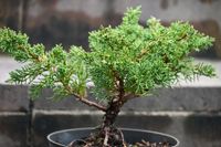 Jałowiec chiński Shimpaku - Juniperus chinensis 0029