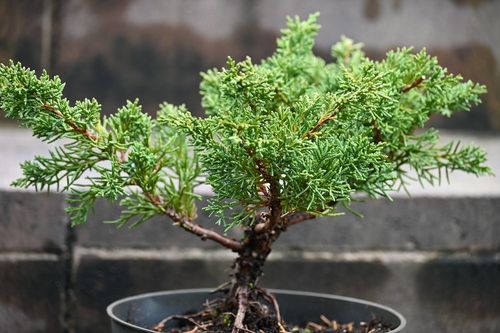 Jałowiec chiński Shimpaku - Juniperus chinensis 0029 na Arena.pl
