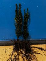 Cis Hicksii 20-40 cm GĘSTE SADZONKI | Idealny na ŻYWOPŁOT | HIT OGRODÓW