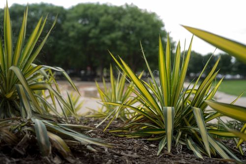 Juka karolińska 'Color Guard' Żółte Liście Na Skalniak (Yucca filamentosa) na Arena.pl