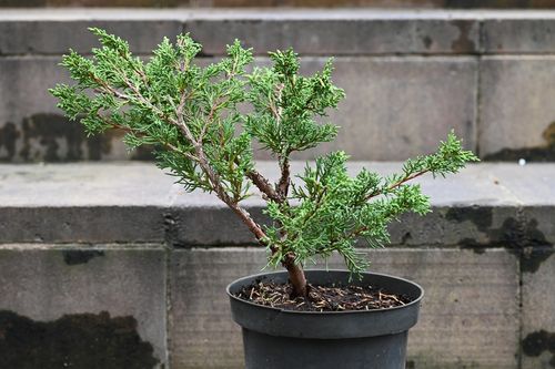 Jałowiec chiński Shimpaku - Juniperus chinensis 0035 na Arena.pl