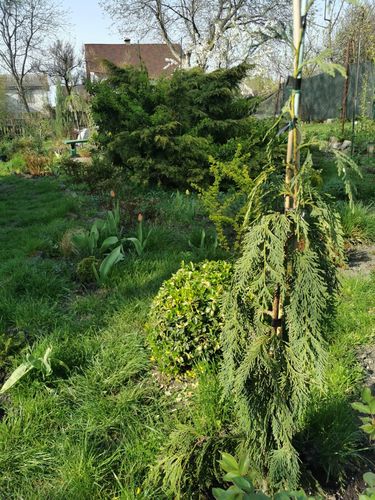 Cyprysik nutkajski 'Jubilee' (Chamaecyparis nootkatensis) Doniczka 3.0L na Arena.pl