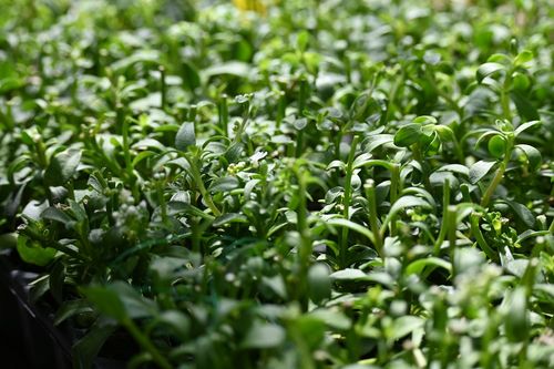 Ubiorek zawszezielony Masterpiece - Iberis sempervirens na Arena.pl