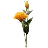 Eustoma pojedyncza jasny brąz 6 szt