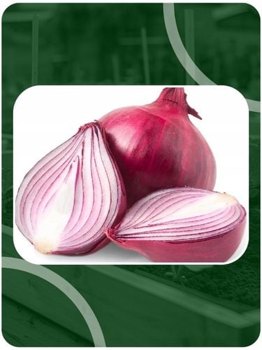 ZESTAW Cebula dymka zimująca 750g i Czosnek zimowy Harnaś 10 główek na Arena.pl