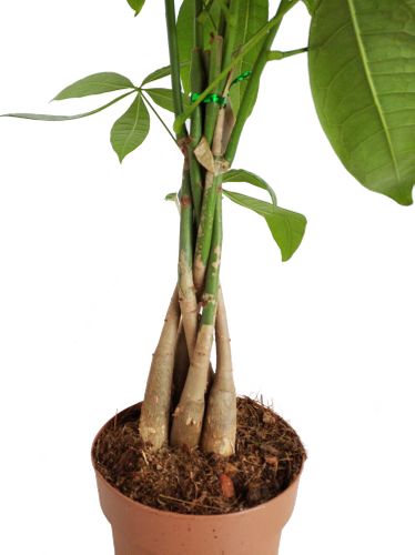 PACHIRA WODNA 70cm na Arena.pl