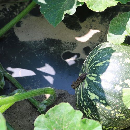 BioCover Materiał do Ściółkowania 1x20m | Ekologiczny i Biodegradowalny na Arena.pl