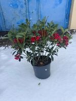 Skimia Japońska Temptation Duża sadzonka 30-50cm Donica 3L