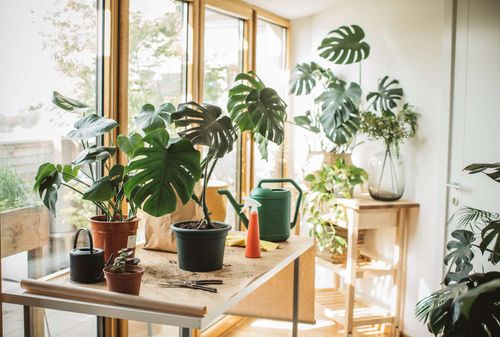 Bigos Ziemia Do Monster I Filodendronów, Gotowe Podłoże Do Roślin Zielonych na Arena.pl