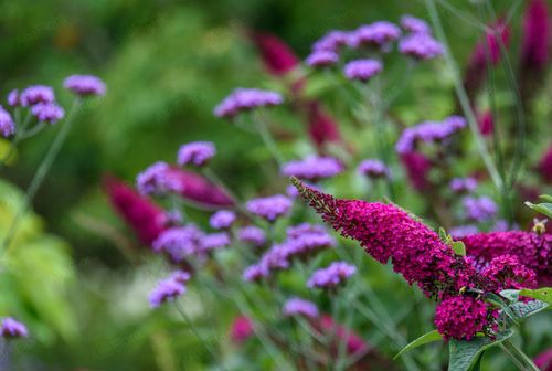 Budleja Dawida 'Royal Red' (Buddleja davidii) Doniczka 2.0L na Arena.pl