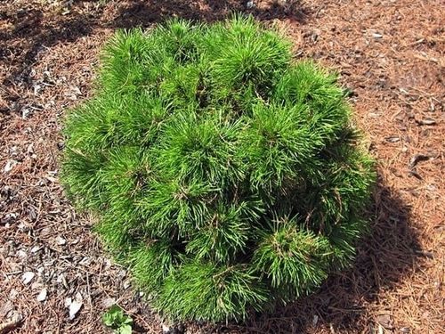 Sosna kosodrzewina VARELLA Kulista Miniatura Sadzonki w doniczkach C5 na Arena.pl