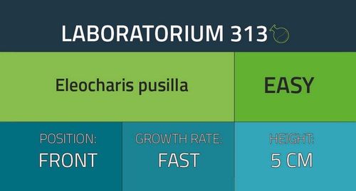 Eleocharis pusilla na Arena.pl