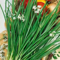 NASIONA Szczypiorek Czosnkowy 1g PLANTICO Szczypior Wieloletni 424166