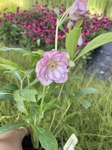 CIEMIERNIK HELLEBORUS DOUBLE ELLEN PICOTEE sadzonka 2 letnia doniczka na Arena.pl