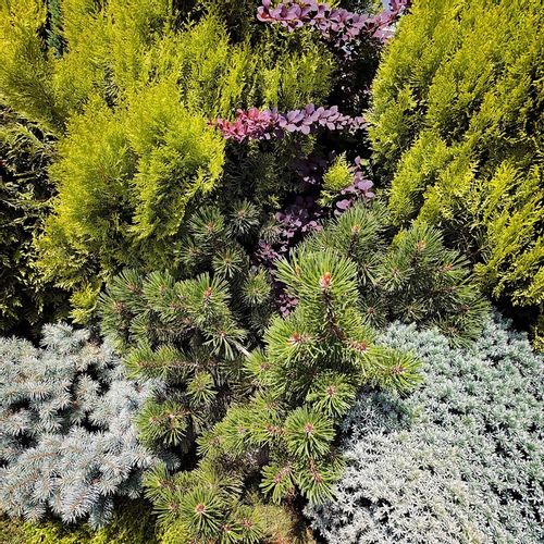 DUŻY NAWÓZ DO IGLAKÓW I TUI BOGATY SKŁAD WYBARWIENIE IGIEŁ 15 KG TARGET na Arena.pl