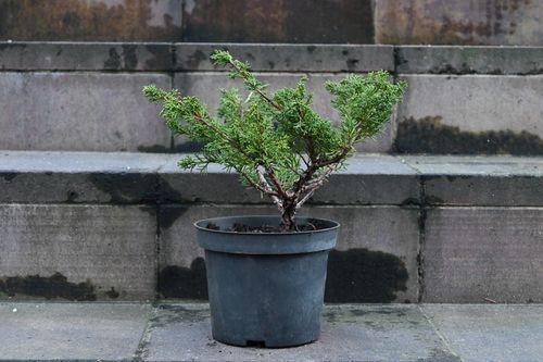 Jałowiec chiński Shimpaku - Juniperus chinensis 0069 na Arena.pl