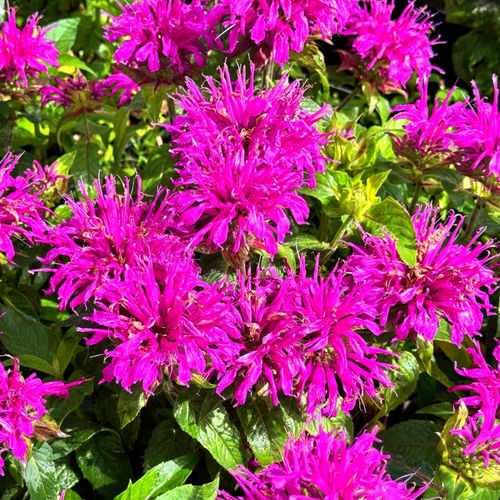 Pysznogłówka ogrodowa różowa 'Balmy Lilac' (Monarda didyma) Doniczka 1.0L na Arena.pl