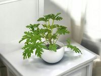 Geranium Anginka Roślina lecznicza Pelargonium graveolens cytrynka