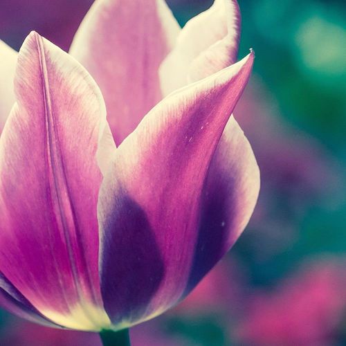 Deco Panel, Otwarty tulipan 90x60 na Arena.pl