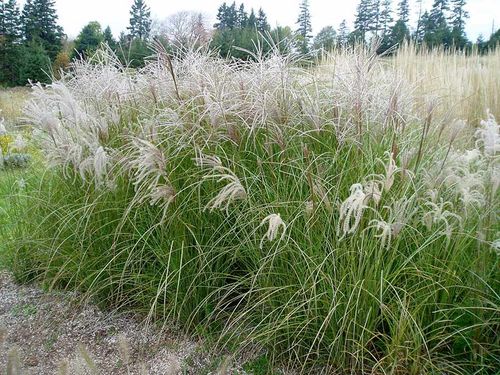 Miskant chiński Sarabande C2 na Arena.pl